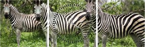 Tablou cu zebre (cu ceas) (90x30 cm)