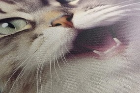 Tablou pisica cu căști
