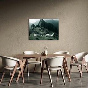 Tablou - Lamas la Machu Picchu în Peru (70x50 cm)