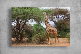 Tablouri Canvas Animale - Girafa