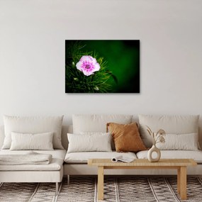 Tablou cu floare roz (70x50 cm)