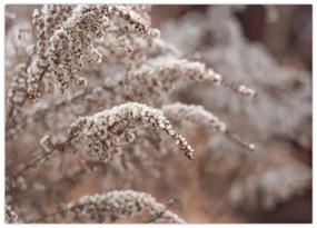 Tablou pe sticlă cu plante (70x50 cm)