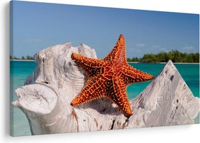 Tablou cu stea de mare (90x60 cm)