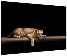 Tablou - Lioness (90x60 cm)