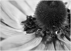 Tablou pe sticlă - Floare în alb-negru (70x50 cm)