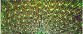 Tablou - Peacock (120x50 cm)