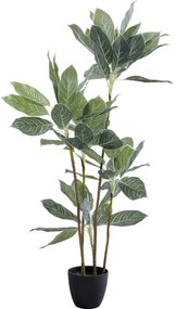 Planta decorativa Calathea 140cm