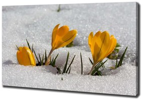 Tablou pe pânză canvas Crocus în zăpadă