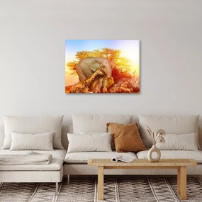 Tablou - Animale africane (70x50 cm)