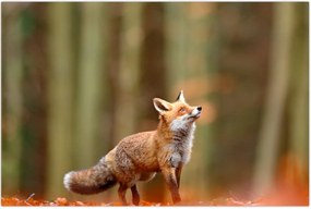 Tablou - Vulpe (90x60 cm)