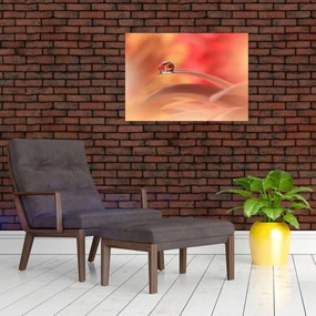 Tablou pe sticlă picăturii de rouă pe floare (70x50 cm)