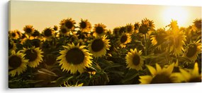 Tablou cu lan de floarea soarelui (120x50 cm)