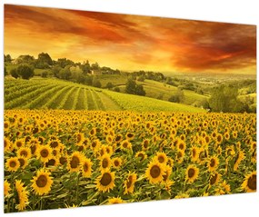 Tablou - Câmp de floarea-soarelui (90x60 cm)