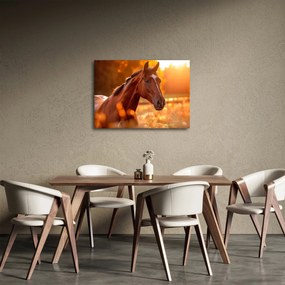 Tablou - Cal în apus de soare (70x50 cm)