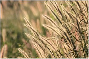 Tablou - Cereale (90x60 cm)