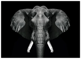 Tablou pe sticlă - Elefant pe fundal negru (70x50 cm)