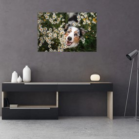 Tablou - Ciobănesc australian (90x60 cm)