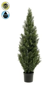 Plante de exterior - Cedru UV - 120 cm