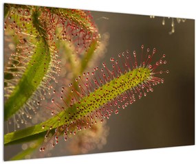 Tablou cu plantă (90x60 cm)