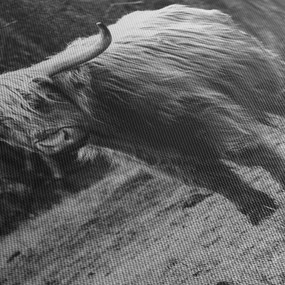 Tablou - Vacă scoțiană 3,alb-negru (90x60 cm)