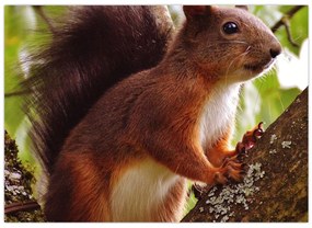 Tablou cu veverița (70x50 cm)