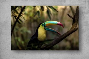 Tapet Premium Canvas - Papagalul cu ciocul colorat