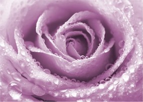 Tablou detaliu de floare de trandafir (70x50 cm)