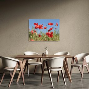 Tablou pe sticlă - Maci (70x50 cm)