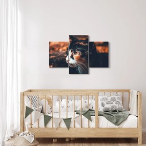 Tablou - Privirea pisicii (90x60 cm)