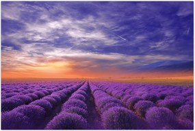 Tablou câmpului cu lavandă (90x60 cm)