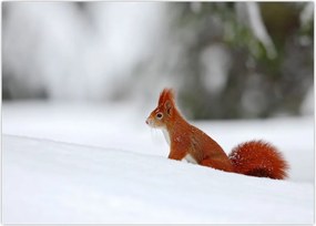 Tablou - Vevetițe (70x50 cm)