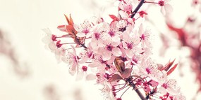 Tablou flori de cireșe roz