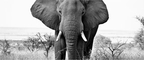 Tablou - Elefantul african II. (120x50 cm)