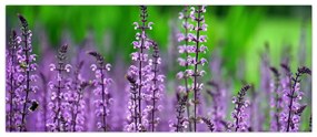Tablou cu flori de luncă violete (120x50 cm)
