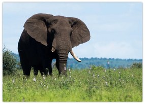 Tablou pe sticlă cu elefant (70x50 cm)