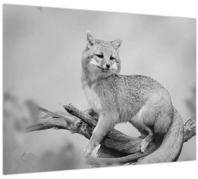 Tablou pe sticlă - Vulpe gri (70x50 cm)