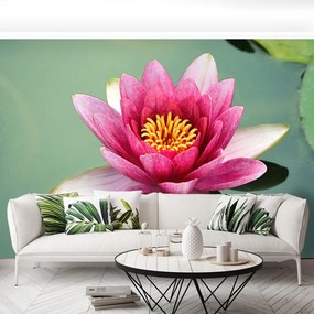 Fototapet Floare de lotus