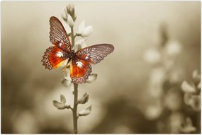 Tablou cu fluture (90x60 cm)