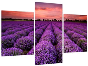 Tablou - Câmp de lavandă (90x60 cm)