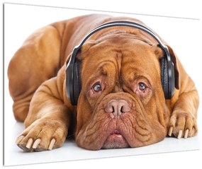 Tablou câinele cu căști (90x60 cm)