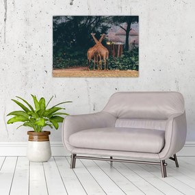 Tablou pe sticlă cu două girafe (70x50 cm)