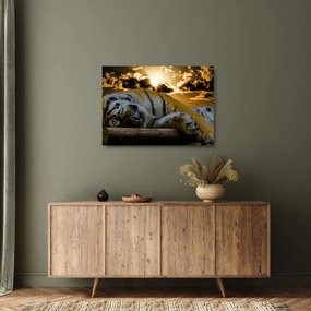 Tablou pe sticlă tigrul dormind (70x50 cm)