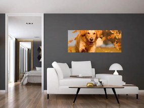 Tablou - Golden Retriever (120x50 cm)
