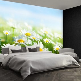 Fototapet Green Daisy