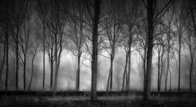 Fototapet, Row of Trees, Rebel Walls