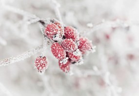 Fototapet - Fructe congelate (147x102 cm)