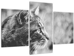 Tablou - Pisica (90x60 cm)