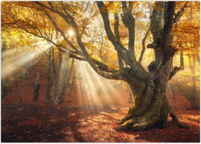 Tablou - Lumina de toamnă (70x50 cm)