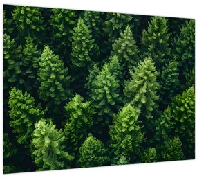 Tablou - Pădure (70x50 cm)