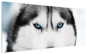 Tablou cu câine Husky (120x50 cm), în 40 de alte dimensiuni noi